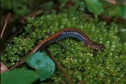 Image of Southern Redback Salamander