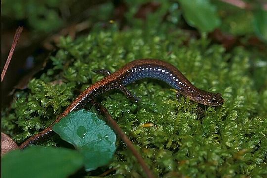 Image of Southern Redback Salamander