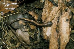 Sivun Plethodon cinereus (Green 1818) kuva