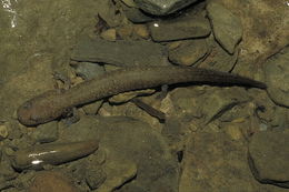 Image of Red Salamander