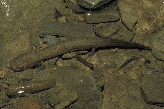 Image of Red Salamander