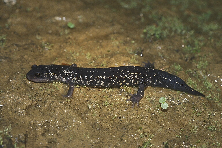 Plethodon glutinosus (Green 1818) resmi