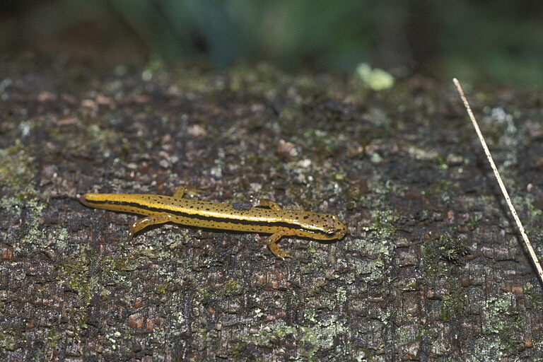 Image of Northern Two-lined Salamander