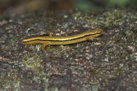 Image of Northern Two-lined Salamander