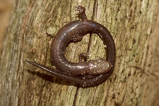 Sivun Plethodon richmondi Netting & Mittleman 1938 kuva