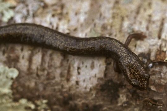 Sivun Plethodon richmondi Netting & Mittleman 1938 kuva