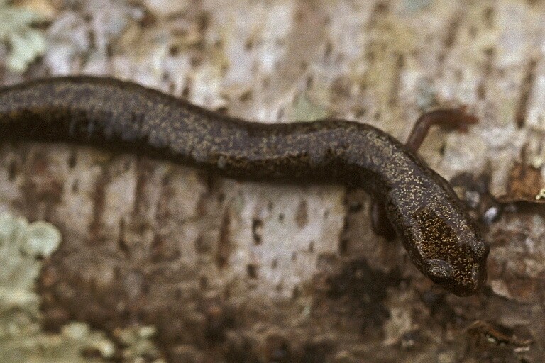 Слика од Plethodon richmondi Netting & Mittleman 1938