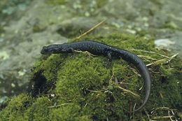 Plethodon glutinosus (Green 1818) resmi