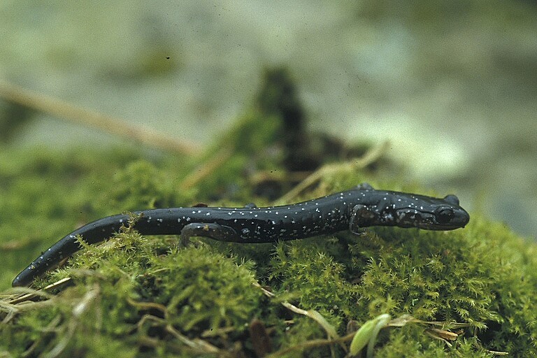 Plethodon glutinosus (Green 1818) resmi