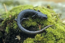 Image of Northern Slimy Salamander