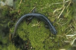 Image of Northern Slimy Salamander