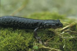 Plethodon glutinosus (Green 1818) resmi