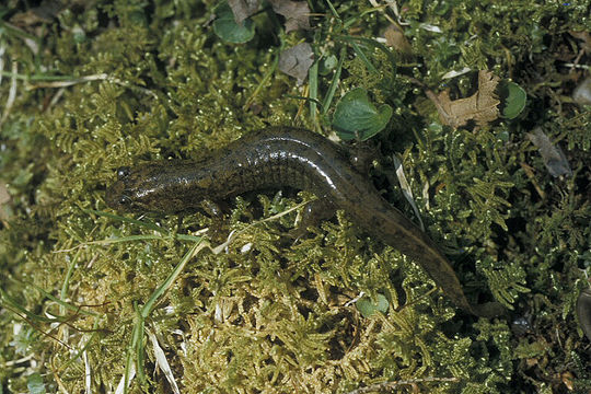 Image of Blackbelly Salamander