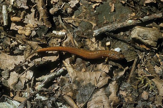 Image of Desmognathus orestes Tilley & Mahoney 1996