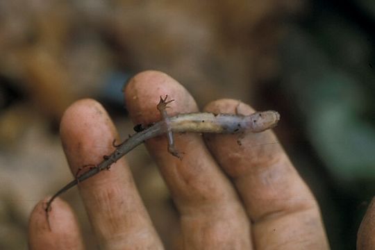 Image of Desmognathus orestes Tilley & Mahoney 1996