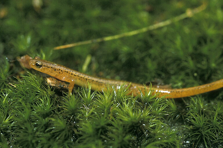 Image of Blue Ridge Two-Lined Salamander