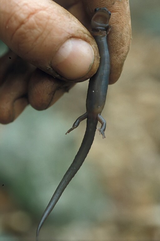 Image de Plethodon montanus Highton & Peabody 2000