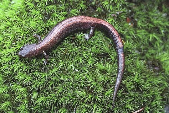 Image of Eastern Red-backed Salamander