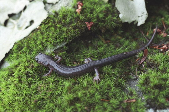 Image of Northern Gray-cheeked Salamander