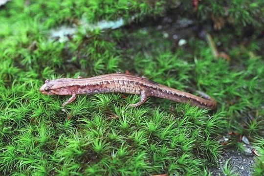 Image of Desmognathus orestes Tilley & Mahoney 1996