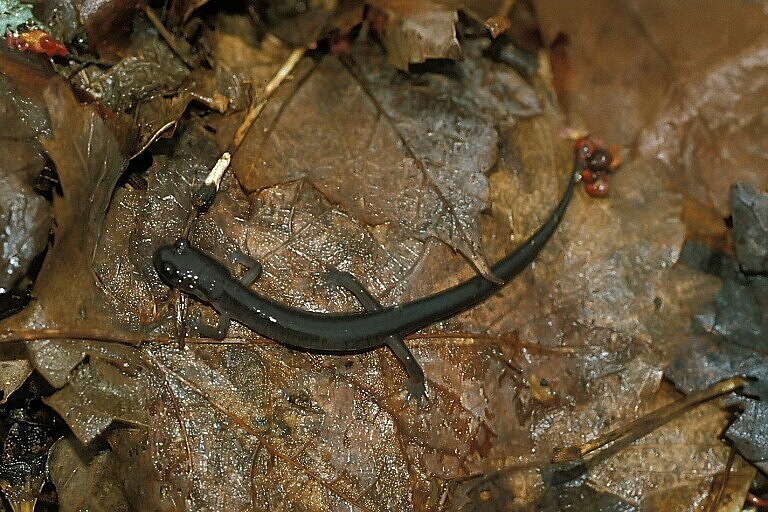 Image de Plethodon montanus Highton & Peabody 2000