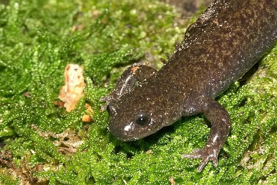 Слика од Hynobius lichenatus Boulenger 1883