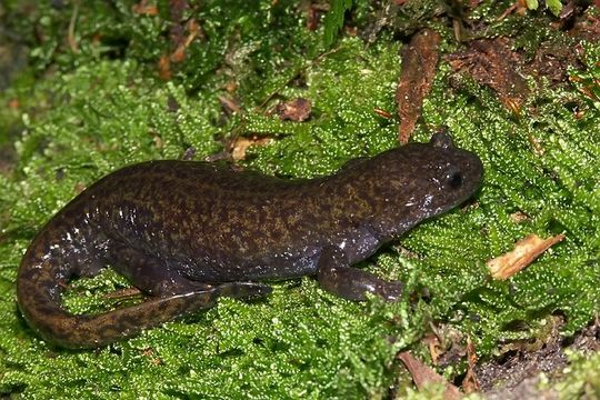 Слика од Hynobius lichenatus Boulenger 1883