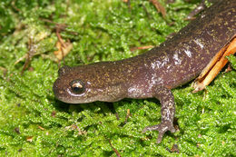 Image of Ezo Salamander