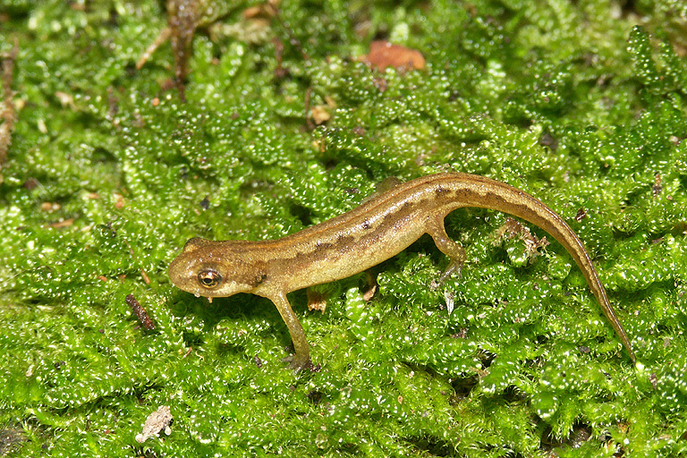 Image of Smooth Newt