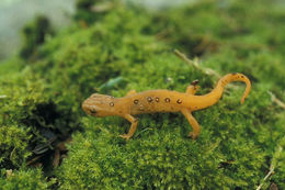 Image of Eastern Newt