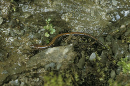 Sivun Plethodon cinereus (Green 1818) kuva