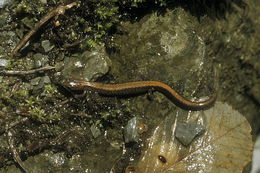 Sivun Plethodon cinereus (Green 1818) kuva