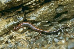 Sivun Plethodon cinereus (Green 1818) kuva