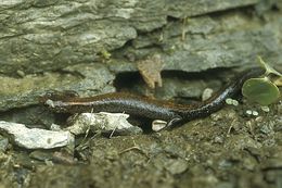 Image of Eastern Red-backed Salamander