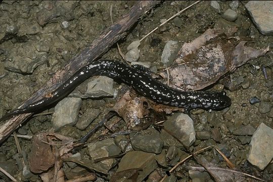 Plethodon glutinosus (Green 1818) resmi