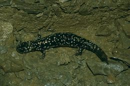 Plethodon glutinosus (Green 1818) resmi