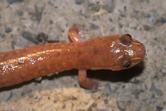 Image of Spring Salamander