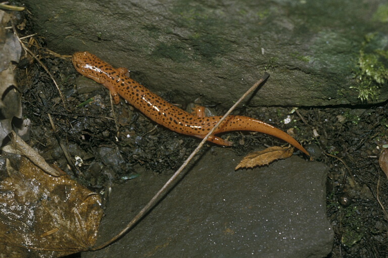 Image of Red Salamander