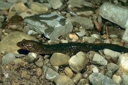 Image of Dusky Salamander