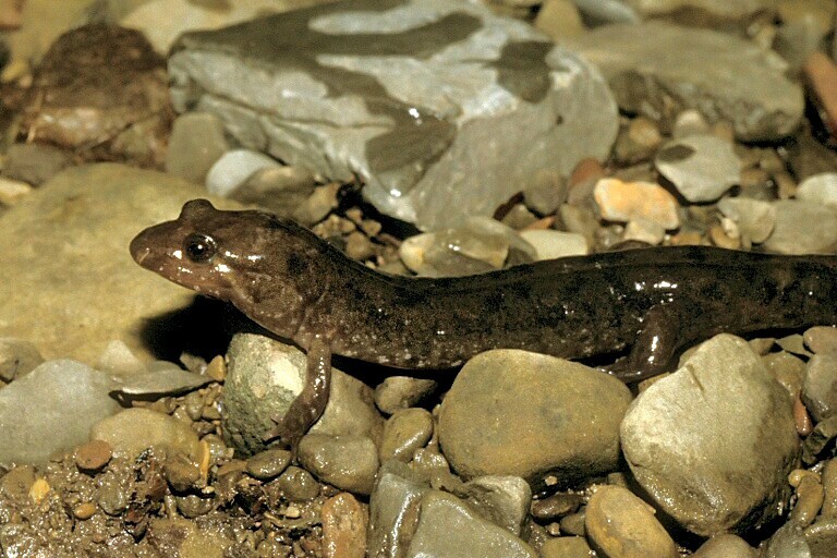 Image of Dusky Salamander