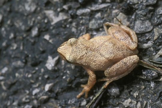 Image of Spring Peeper