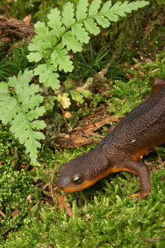 Image of Rough-skinned Newt