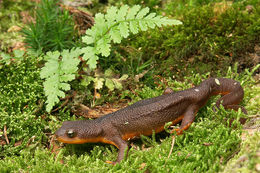 Image of Rough-skinned Newt