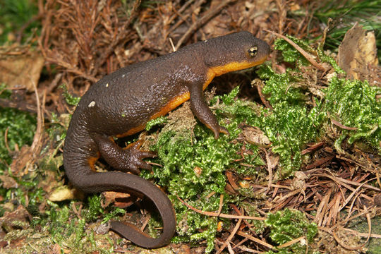 Image of Rough-skinned Newt