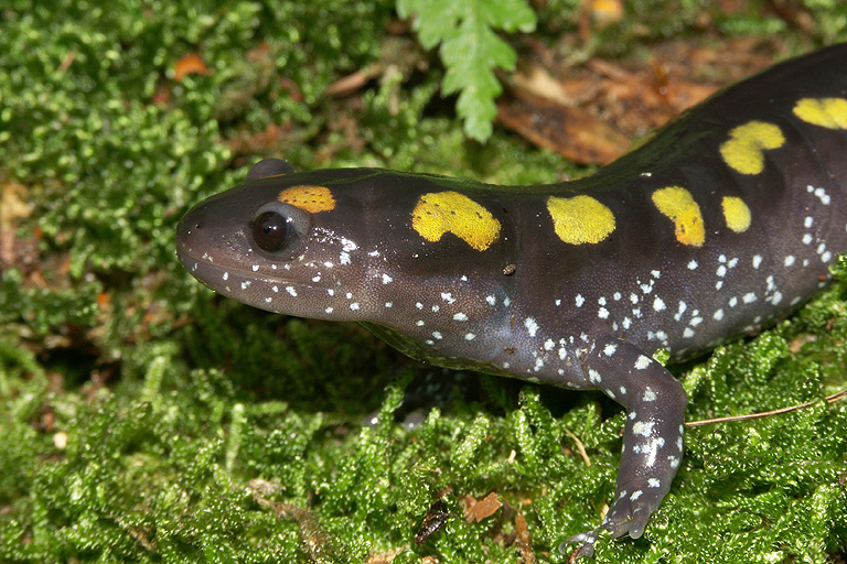 Слика од Ambystoma maculatum (Shaw 1802)