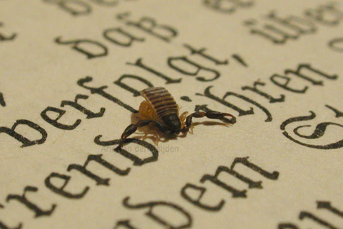 Image of pseudoscorpions