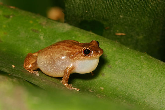 Image of Whistling coqui