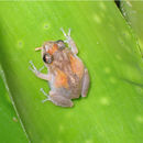 Image of Whistling coqui