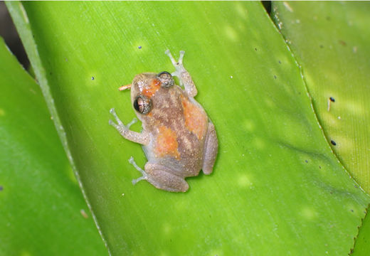 Imagem de Eleutherodactylus cochranae Grant 1932