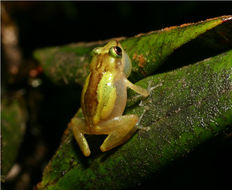 Image of Cricket Coquí